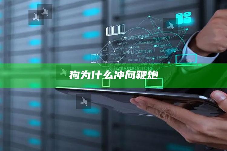 狗为什么冲向鞭炮
