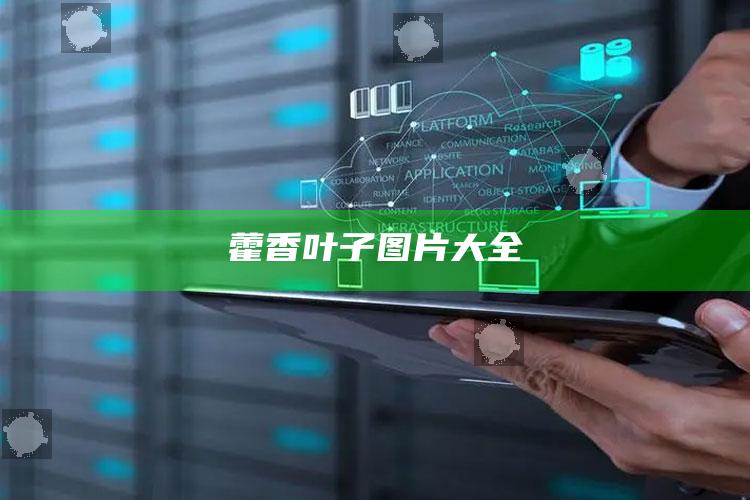 藿香叶子图片大全