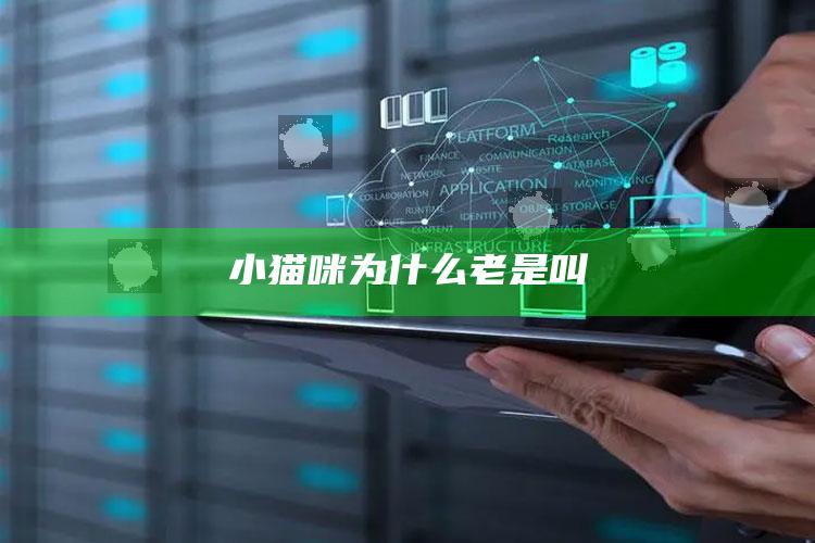 小猫咪为什么老是叫