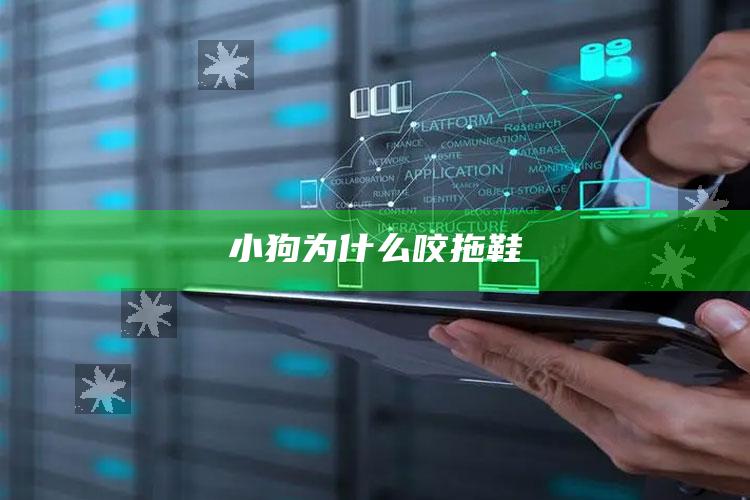 小狗为什么咬拖鞋