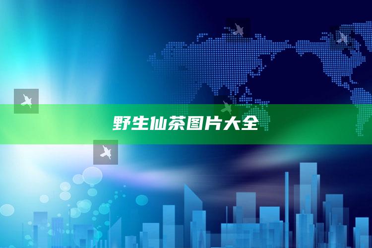 野生仙茶图片大全